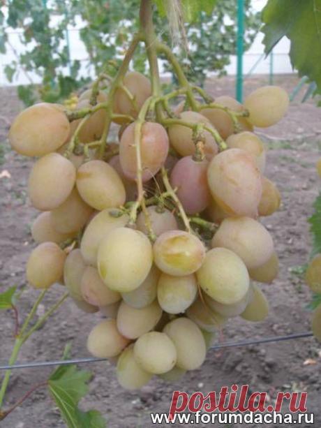 Мускатные сорта винограда