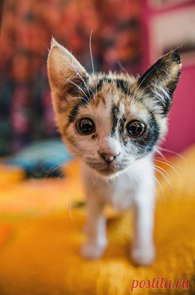 котенок