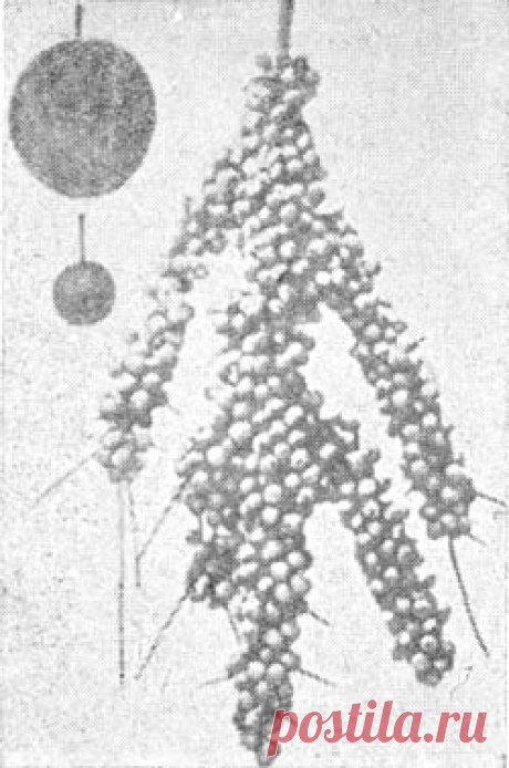 Как создавалась самая крупная слива в мире В длинном списке новых форм культурных растений Бербанка одно из первых мест должна занимать слива &mdash; самое обыкновенное, издавна культивируемое фруктовое дерево, превращенное калифорнийским волшебником в ряд новых сортов. Слива, плоды которой засыхают на дереве, не осыпаясь и не...