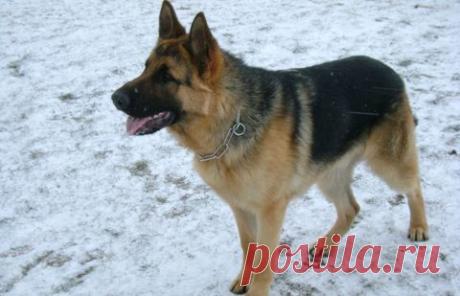 Собака по запаху одежды отыскала пропавшего в Павлодаре ребёнка - Новости Общества - Новости Mail.Ru