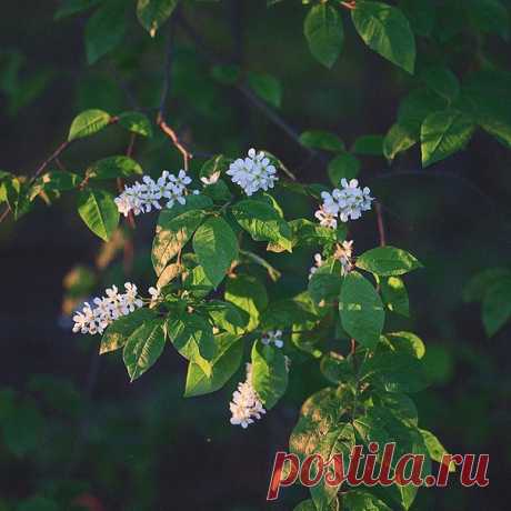 КАКОЙ СЕГОДНЯ ПРАЗДНИК? 13 Августа 2017 г. – Воскресенье • День встреч • Международный день левшей (International Lefthanders Day)41 год • День шумящих ракушек • День строителя61 год • Заговенье на Успенский пост • День работника ветеринарной медицины - Украина • День туркменской дыни • День женщин - Тунис • День свободного Лаоса • Национальный день бифштекса из вырезки - США • Именины у Антона, Евдокима, Анны, Василия, Арсения, Владимира, Елизаветы, Георгия, Константина, Ивана, Николая,…