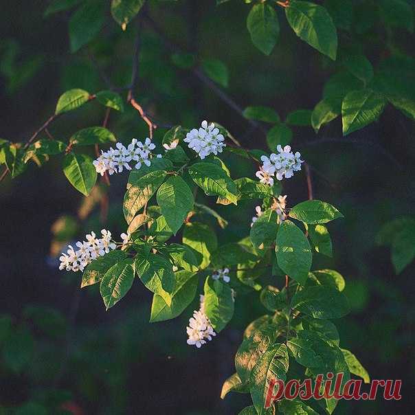 КАКОЙ СЕГОДНЯ ПРАЗДНИК? 13 Августа 2017 г. – Воскресенье • День встреч • Международный день левшей (International Lefthanders Day)41 год • День шумящих ракушек • День строителя61 год • Заговенье на Успенский пост • День работника ветеринарной медицины - Украина • День туркменской дыни • День женщин - Тунис • День свободного Лаоса • Национальный день бифштекса из вырезки - США • Именины у Антона, Евдокима, Анны, Василия, Арсения, Владимира, Елизаветы, Георгия, Константина, Ивана, Николая,…