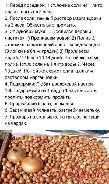 7 советов для большого урожая лука! Берите на вооружение!