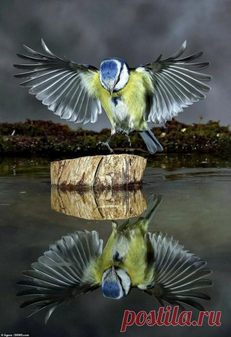 Водный мир: лучшие фотографии