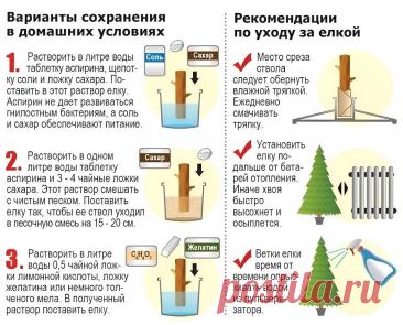 Рекомендации по уходу за елкой