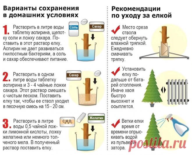 Рекомендации по уходу за елкой