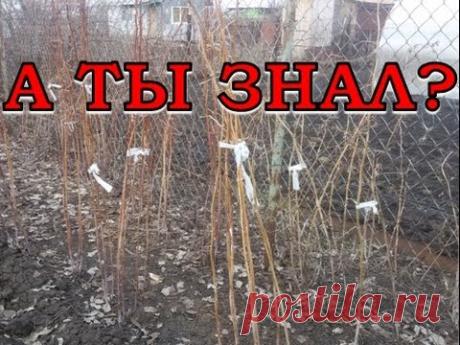 Весенние работы с МАЛИНОЙ