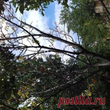 пропадает слива - вопросы и ответы на Всаду.ру
