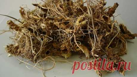 КОРНИ, КОТОРЫЕ НУЖНО СОБИРАТЬ В СЕНТЯБРЕ 
 
В сентябре в основном сбор именно трав уже практически закончен, зато настало времечко запасаться целебными корнями. Практически все корни копаем либо ранней весной, либо как раз сейчас, осенью. Плоды (как, например, шиповник или боярышник) тоже собираем именно в это время года. 
 
Итак, вот что можно собирать в сентябре: 
 
Лапчатка белая - корень 
Подсолнечник - корень 
Лопух большой - корень 
Одуванчик лекарственный - корень 
...