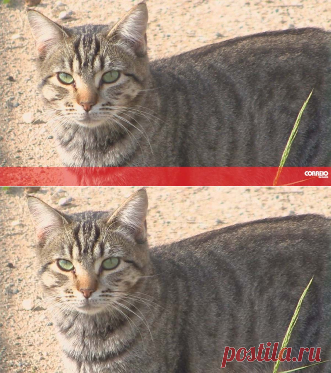 Gato destemido afastou elefante de 4 toneladas do jardim de sua casa - Mundo - Correio da Manhã
