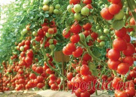 Posipaju krug sode bikarbone oko paradajza! Dva dana kasnije ne mogu da vjeruju svojim očima… | Biljna medicina