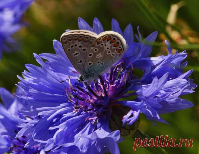 BLUE - изображения и фото из Bläulinge - фотография (34013423) | Community Photo