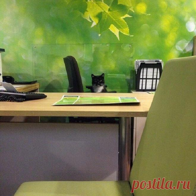 20 неожиданных мест, где котов не ждали, но они появились | Чёрт побери Неизменные спутники нашей жизни порой находят самые необычные места для отдыха.  В деловой обстановке    Студент   Наседка   Шлем-переноска   Деликатная стирка   Учёный кот  7. Прокачали тачку  8. Игра в прятки   После душа   Одинокая статуя   Попутчик   Обнимашки   Трубочист   Путешественник   Кит-кот   Перед выбором   Кормушка для кота