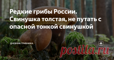 Редкие грибы России. Свинушка толстая, не путать с опасной тонкой свинушкой Свинушку толстую я впервые увидела в 2010, видимо любит этот гриб жару...  Вот любопытно, такое впечатление, что грибницы некоторых грибов, просто редких или нехарактерных для региона уже присутствуют в наших лесах и ждут своего часа. Говорят, что споры присутствуют, а при подходящих условиях - прорастают. Не очень похоже на правду, прорасти то они успеют, но  начать плодоносить - тут несколько лет...