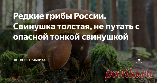 Редкие грибы России. Свинушка толстая, не путать с опасной тонкой свинушкой Свинушку толстую я впервые увидела в 2010, видимо любит этот гриб жару...  Вот любопытно, такое впечатление, что грибницы некоторых грибов, просто редких или нехарактерных для региона уже присутствуют в наших лесах и ждут своего часа. Говорят, что споры присутствуют, а при подходящих условиях - прорастают. Не очень похоже на правду, прорасти то они успеют, но  начать плодоносить - тут несколько лет...