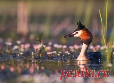 Жизнь в фиолетовых тонах. Фотограф Вячеслав Мищенко