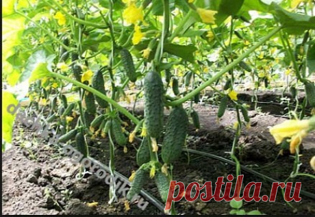 Все про огурцы