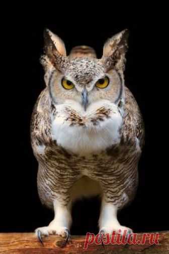 Great Horned Owl