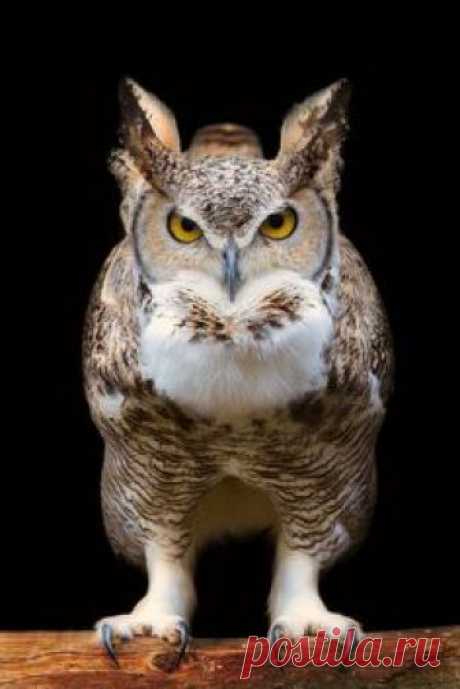 Great Horned Owl