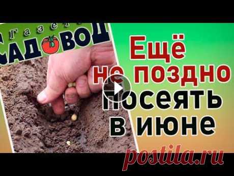 ЕЩЁ НЕ ПОЗДНО ПОСЕЯТЬ В ИЮНЕ Что посеять в июне. Какие огородные культуры можно посеять в июне, если вы опоздали с посевами. Если видео Вам понравилось, не забудьте подписаться на...