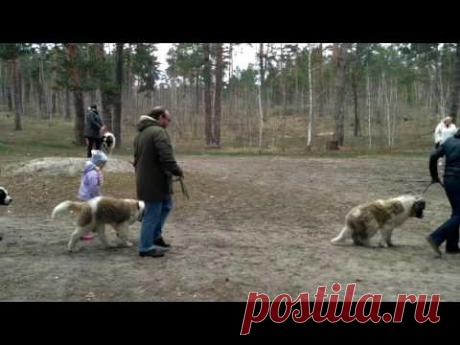 Команда "рядом". Московская сторожевая.