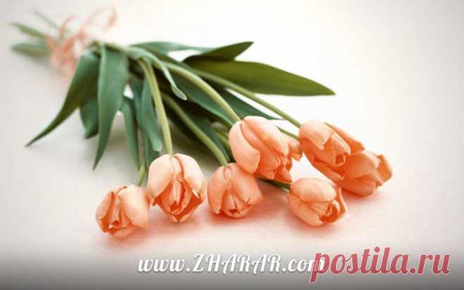 Қазақша Құттықтау - тілек: 5 Қазан - Ұстаздар (Мұғалімдер) күні » ZHARAR