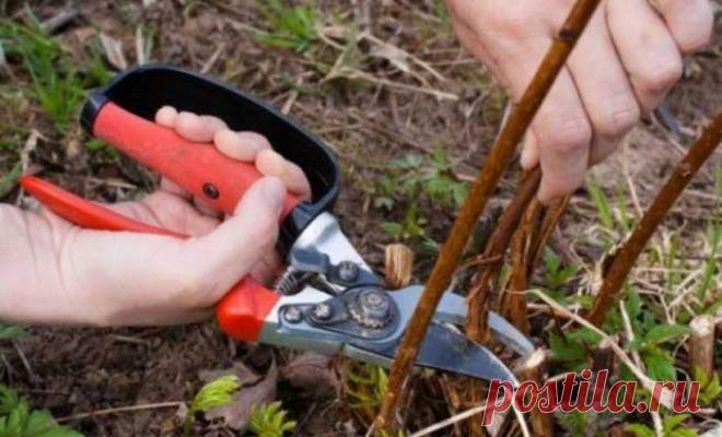 Вот почему у ремонтантной малины надо вырезать всю надземную часть — Домашний уют