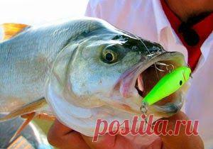 Рыбалка видео: Ловля жереха летом