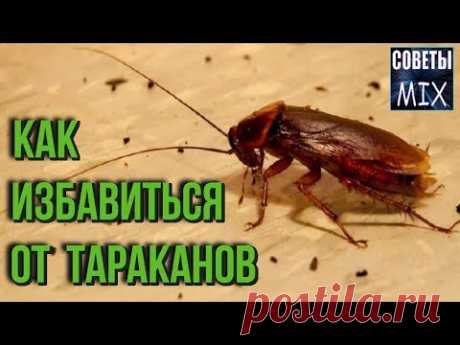 Как избавиться от тараканов навсегда На удивление простой и надежный способ без химии