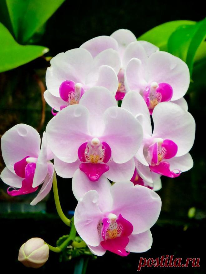 Pure Beauty by Susan Chan on 500px | Pure Beauty by Susan Chan on 500px | Flores - Flowers