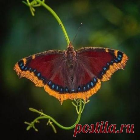 Fantástico Natureza,linda!!!