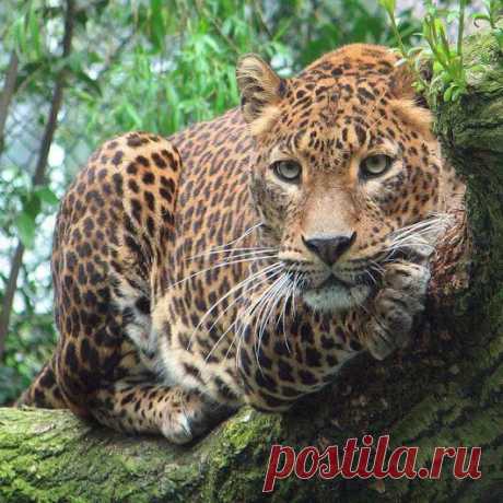 Animals - Google+