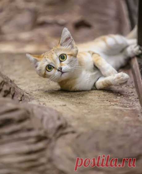 Sandcat