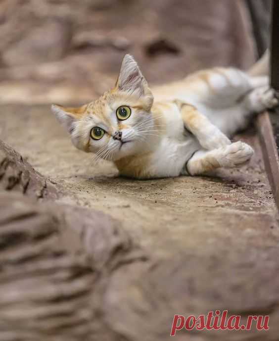 Sandcat