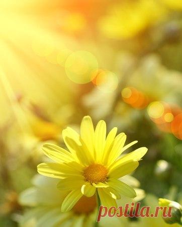 Желаем солнца в небе синем,
Улыбок, прелести цветов,
Слов самых ласковых, красивых,
Как нежный бархат лепестков!
Чтоб дни чудесные слагались
Из счастья, радости, тепла.
Надежды с легкостью сбывались,
Всегда прекрасной жизнь была!