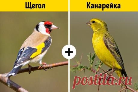 Помеси животных, о существовании которых вы не догадывались