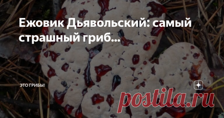 Ежовик Дьявольский: самый страшный гриб... ...по версии интернет-мудрецов. Кто подставил Гиднеллум Пека?
