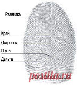 Судьба на кончике пальцев Судьба на кончике пальцев.Если при хорошем освещении внимательно посмотреть на подушечки пальцев, можно увидеть, что линии складываются в строгие узоры. Это могут быть дуги, петли и завитки. Что же он…