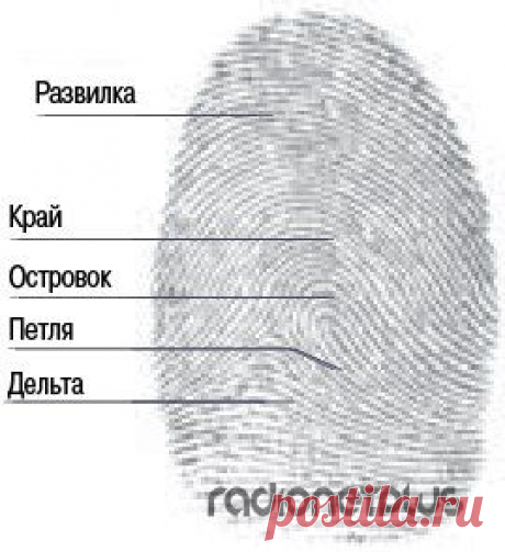Судьба на кончике пальцев Судьба на кончике пальцев.Если при хорошем освещении внимательно посмотреть на подушечки пальцев, можно увидеть, что линии складываются в строгие узоры. Это могут быть дуги, петли и завитки. Что же он…