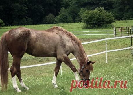 В возрасте 23 лет скончалась лошадь, сыгравшая в сериале &quot;Клан Сопрано&quot;