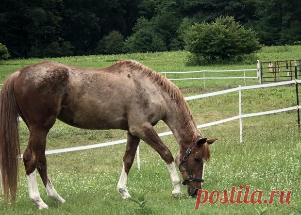 В возрасте 23 лет скончалась лошадь, сыгравшая в сериале "Клан Сопрано"