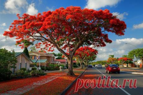 (83) Нина Панова