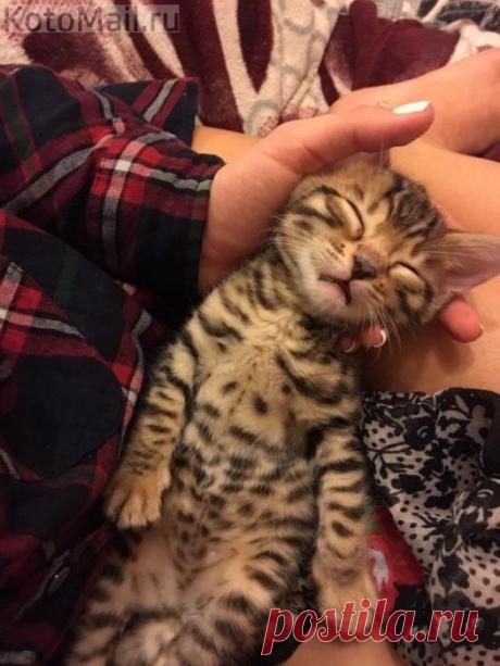 Я сегодня кота купил... | KotoMail.ru