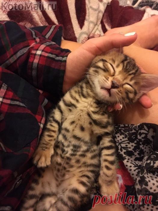 Я сегодня кота купил... | KotoMail.ru