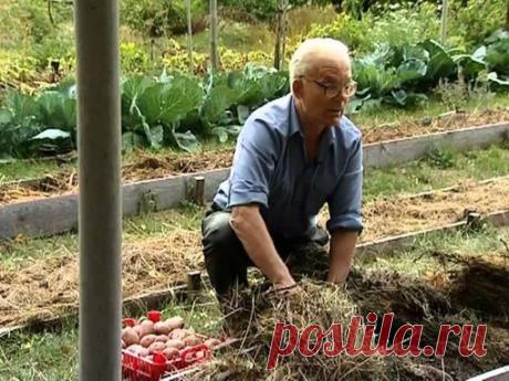 Умный огород Замяткина: участок не знает лопаты уже 20 лет

Историческое село Шушенское — берег Енисея. Почвы — бедные супеси, летом бывает выше +35°, зимой до −45°, снега мало. Каждый второй год — жестокие засухи. На пахотных полях выгорает хлеб, картошка не родит — её многие и не копают. И в это время Замяткин стабильно и без особых усилий собирает пятикратные урожаи.

Участок Замяткина не знает лопаты уже около двадцати лет. По его словам, за десять лет плодородный слой...