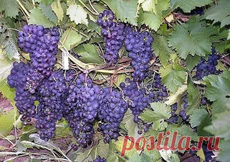 (2) Одноклассники