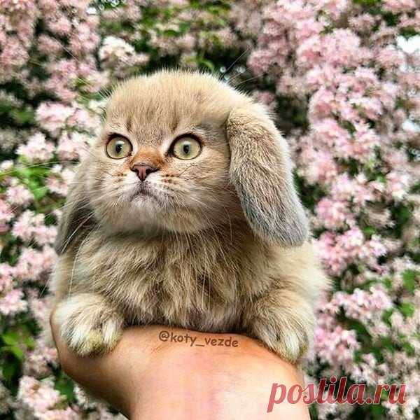 What rabbit-cat is your favorite? 🐰🐇
.
.
.
If you need a remote photo editor for a part-time job - write to me!
.
#кот #котик #коты #cat #cats #catsofinstagram #catsagram #strange  #Photoshop #meme #memes #catmeme #funnycats #humor #юмор #lol #cats_of_instagram #catsofworld #catlover #мем #кролик #кролики #rabbits #rabbit #bunny #rabbitstagram #kitty #猫
.
.
You can buy a mix with your cat - DM
And you can find me on Patreon!