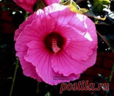 СЕМЕНА ТРАВЯНИСТЫХ ГИБИСКУСОВ - №26 - 7 шт