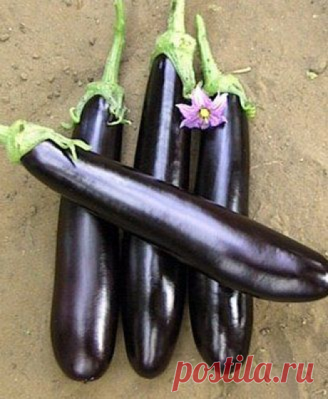 15 рецептов с баклажанами!!!