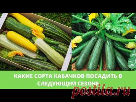 Какие СОРТА КАБАЧКОВ посадить в следующем сезоне